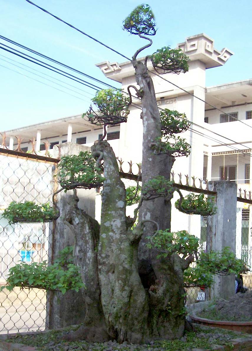 c&acirc;y khế ho&agrave;nh 2.5m