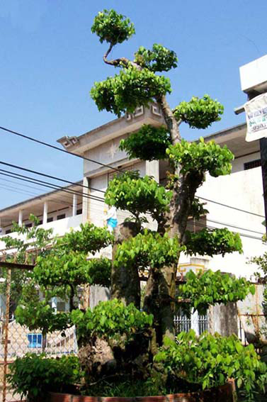 c&acirc;y khế ho&agrave;nh 2.8m