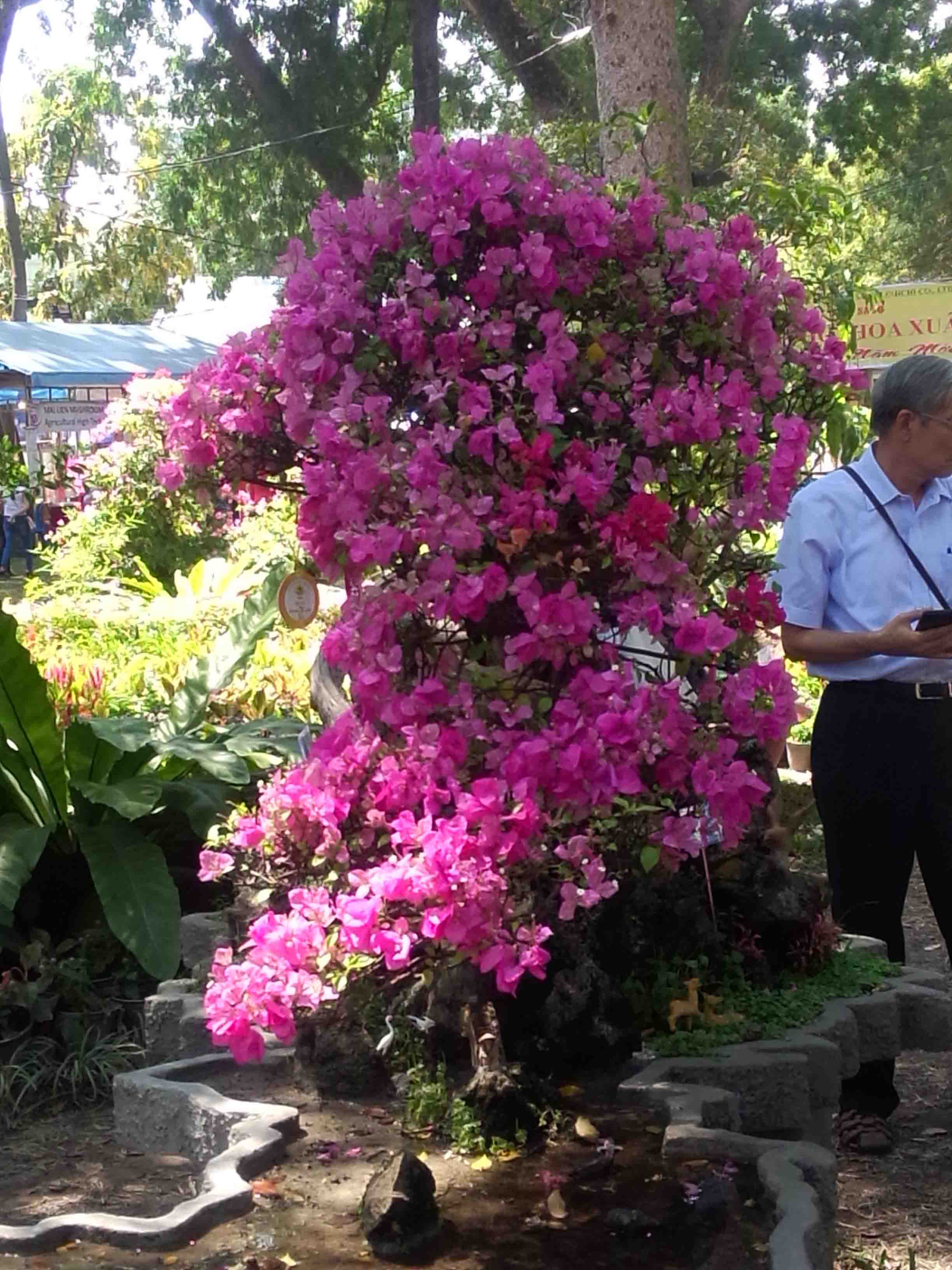 c&acirc;y bong giấy ho&agrave;nh 220cm