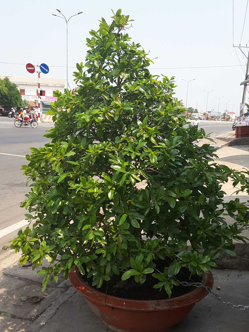 cay mai ho&agrave;nh 76cm